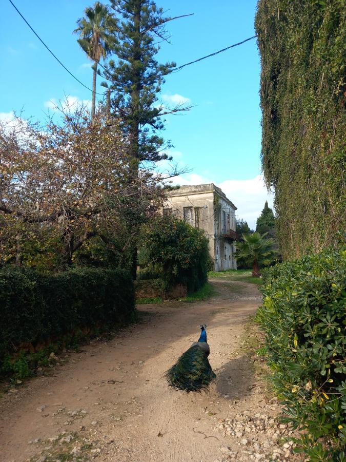 Villa Ilida Skafidia Exteriör bild